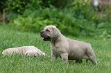 CANE CORSO 1089